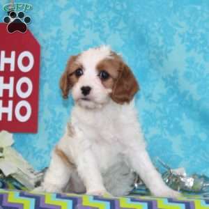 Peace, Cavapoo Puppy